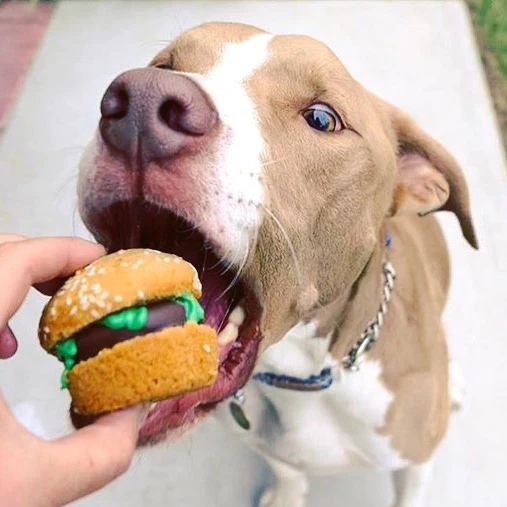 Animal Slider - Image 3