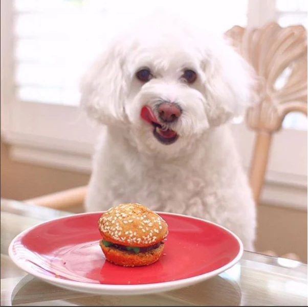 Animal Slider - Image 6