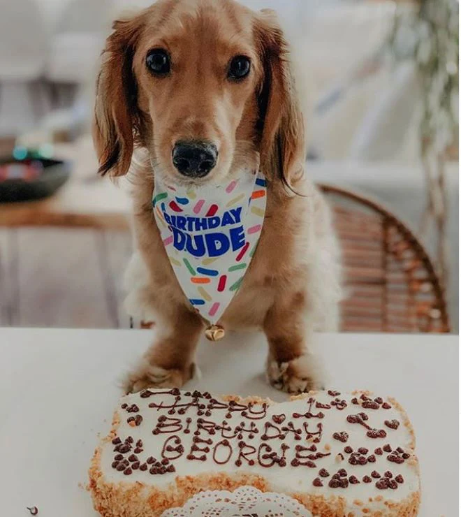 Birthday Bandanas For Dogs - Image 8