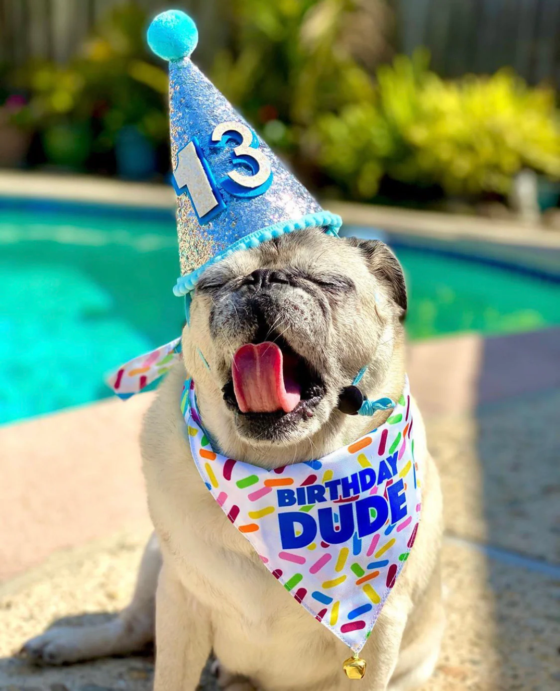 Birthday Bandanas For Dogs - Image 9