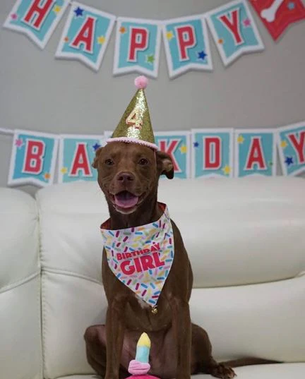 Birthday Party Hat For Dogs - Image 9